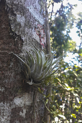 Anoplophytum