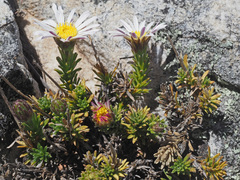 Polyarrhena imbricata