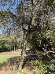 Dombeya rotundifolia
