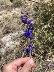 Delphinium scaposum