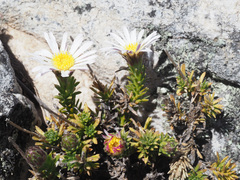 Polyarrhena imbricata