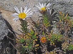 Polyarrhena imbricata