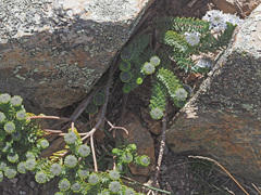 Lachnaea pomposa