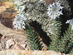 Lachnaea pomposa