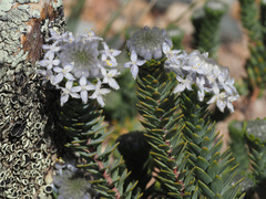 Lachnaea pomposa