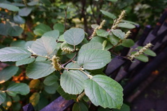 Fothergilla