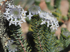 Lachnaea pomposa