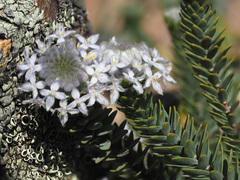 Lachnaea pomposa