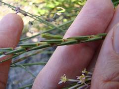 Struthiola myrsinites