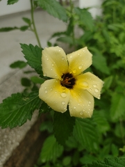 Turnera subulata
