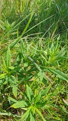 Chamaenerion angustifolium