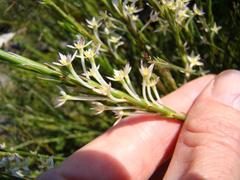 Struthiola myrsinites