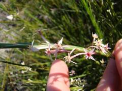 Struthiola myrsinites