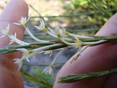 Struthiola myrsinites