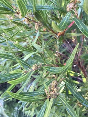 Metrosideros angustifolia