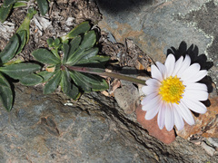 Dimorphotheca montana