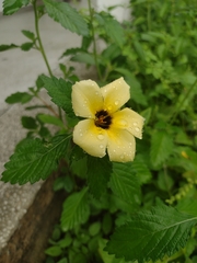 Turnera subulata