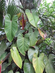 Philodendron erubescens