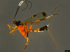 Leptobatopsis mesominiata