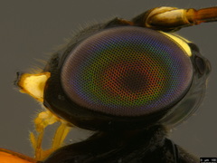 Leptobatopsis mesominiata