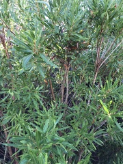 Metrosideros angustifolia