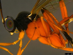 Leptobatopsis mesominiata