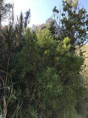 Metrosideros angustifolia