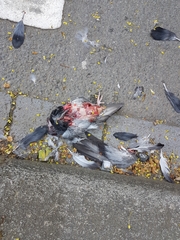 Columba livia domestica