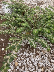 Euphorbia anthonyi