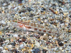 Gobius gasteveni