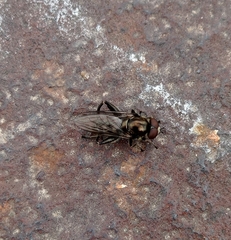Chalcosyrphus nemorum