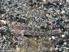 Vanneaugobius canariensis