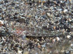 Vanneaugobius canariensis