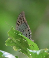 Tanaecia calliphorus