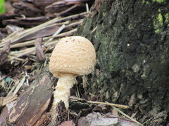 Saproamanita