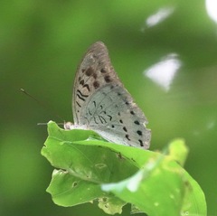 Tanaecia calliphorus