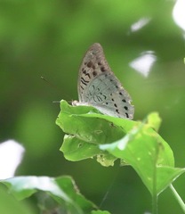 Tanaecia calliphorus