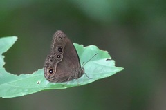 Mycalesis tagala