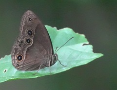 Mycalesis tagala