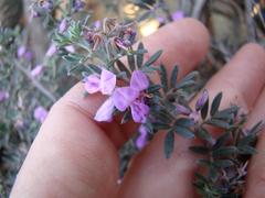 Indigofera pilgeriana