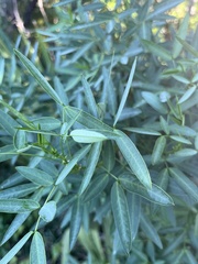 Senna corymbosa