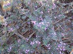 Indigofera pilgeriana
