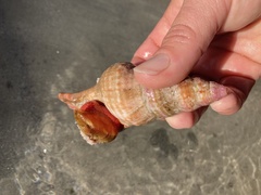 Lugubrilaria lugubris