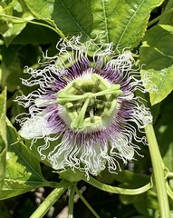 Passiflora edulis