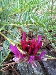 Astragalus suprapilosus