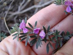 Indigofera pilgeriana