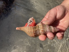 Lugubrilaria lugubris