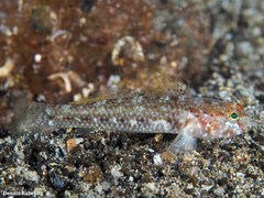 Vanneaugobius canariensis