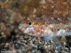 Vanneaugobius canariensis