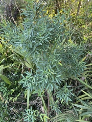 Senna corymbosa